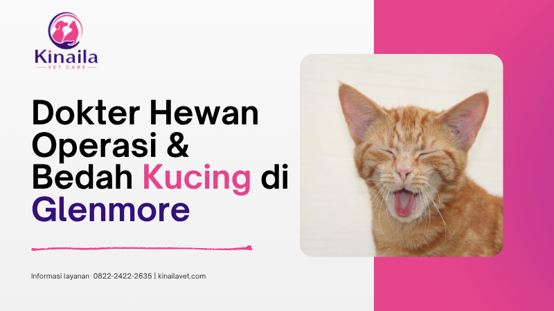 Dokter Hewan Operasi & Bedah Kucing di Glenmore